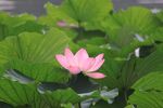 莲花