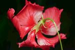 芙蓉花