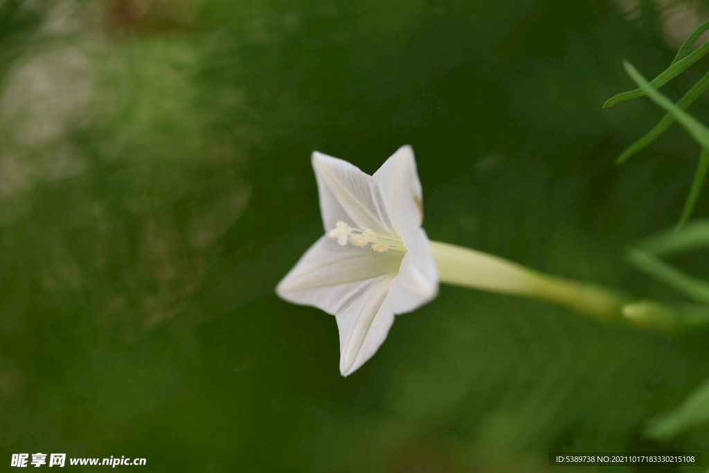 粉色茑萝花