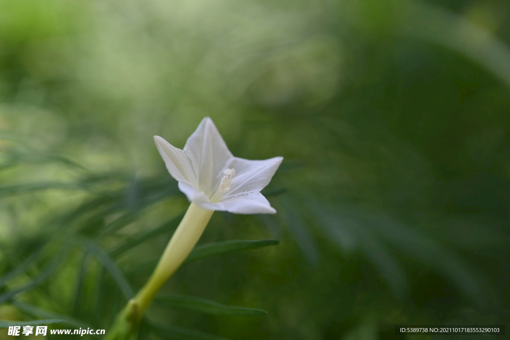 粉色茑萝花