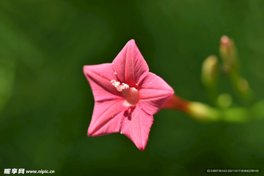 粉色茑萝花