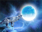 动物 狼 月亮 星空 星星
