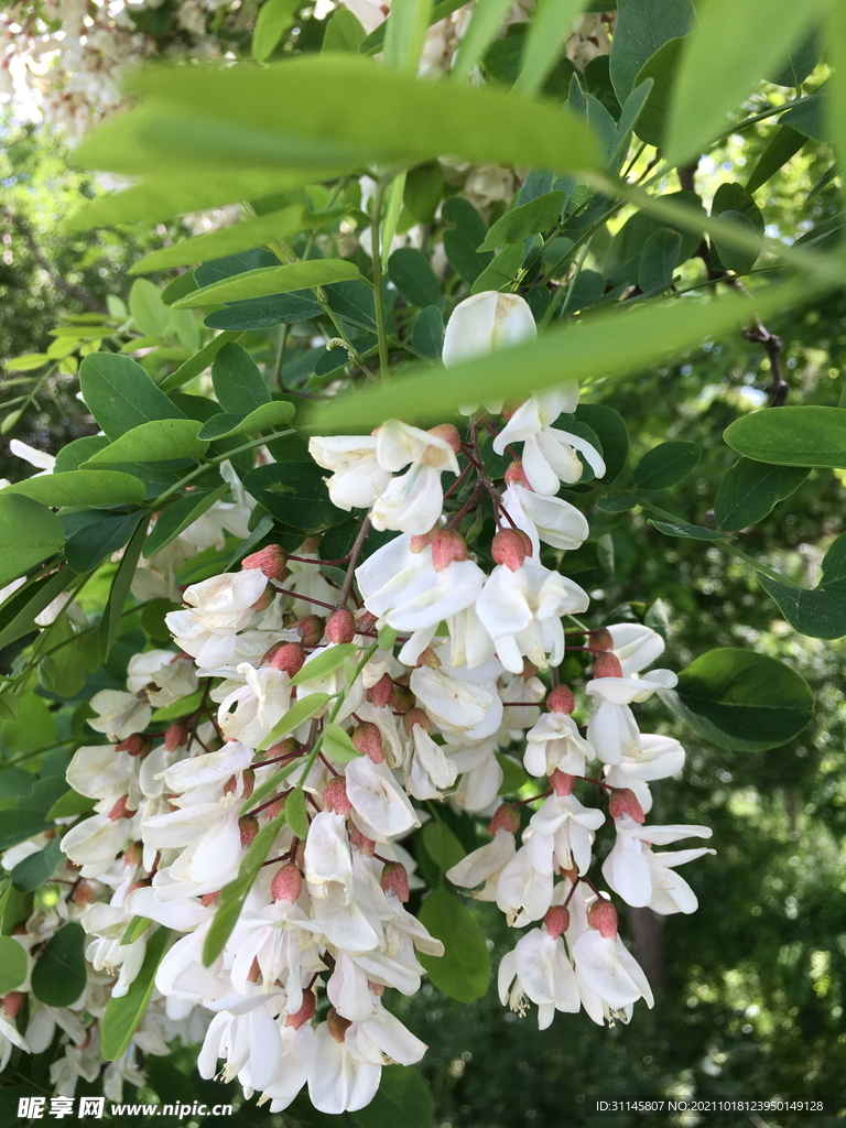 槐花 