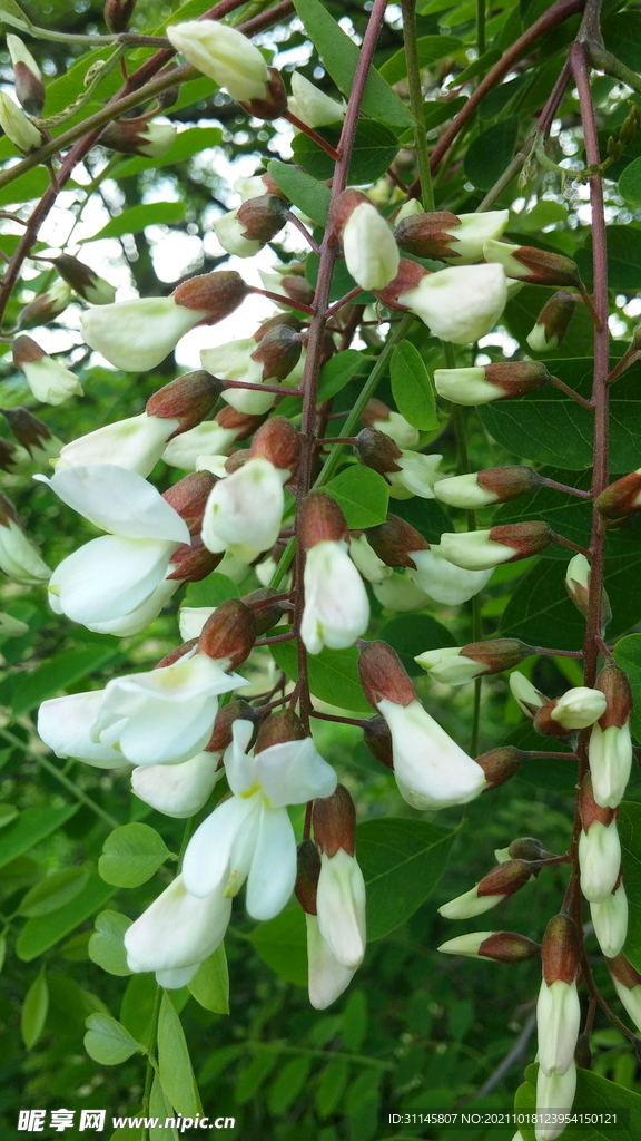 槐花 
