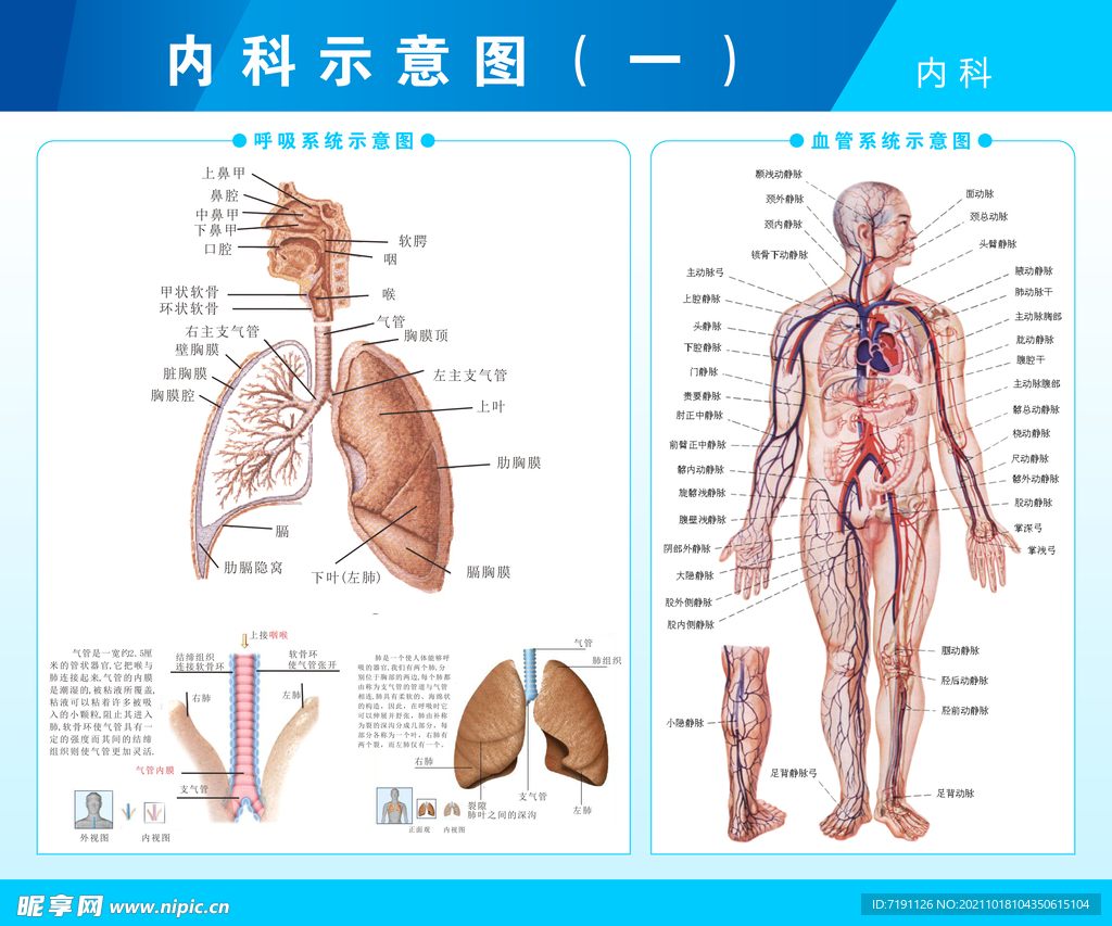 呼吸系统和血管系统剖视图.