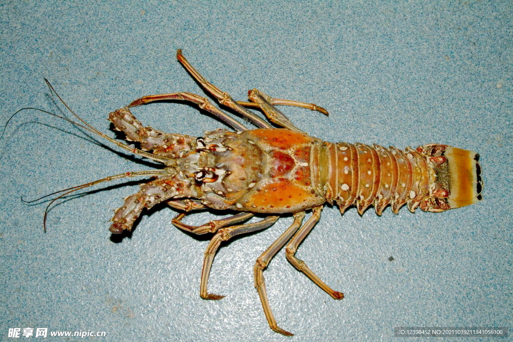 龙虾