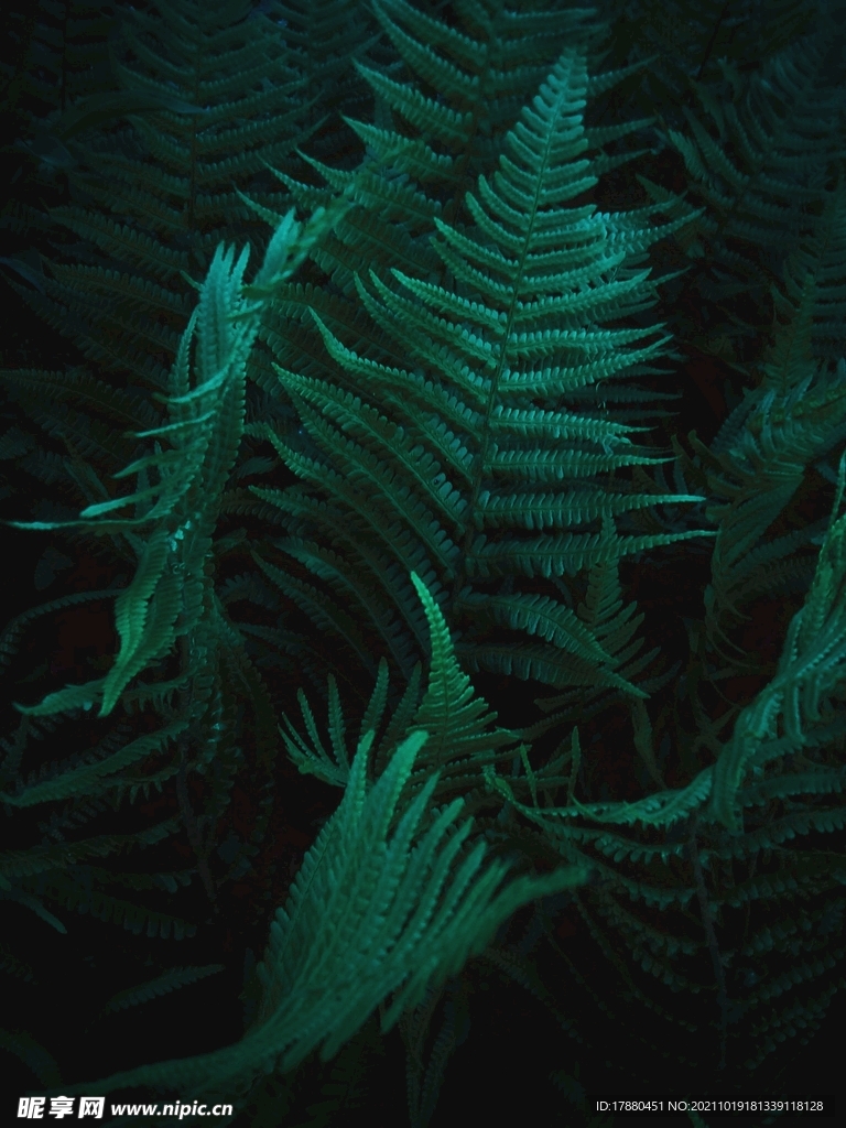 绿草