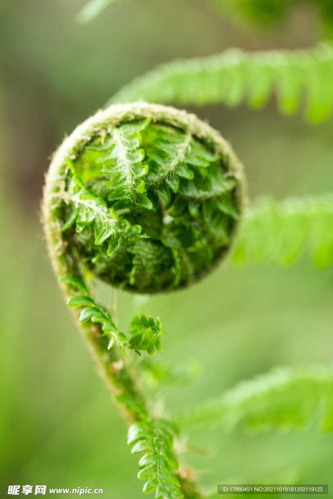 绿草