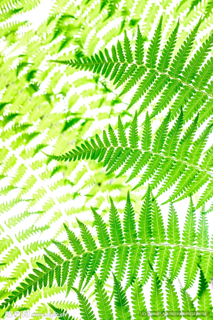 绿草