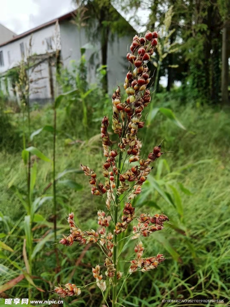 高粱