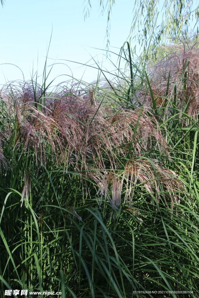 芒草风景 