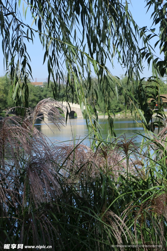 芒草风景 