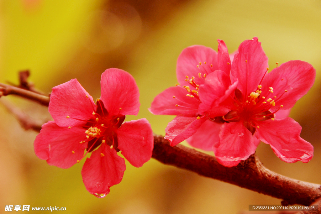 桃花