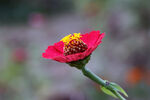 百日菊