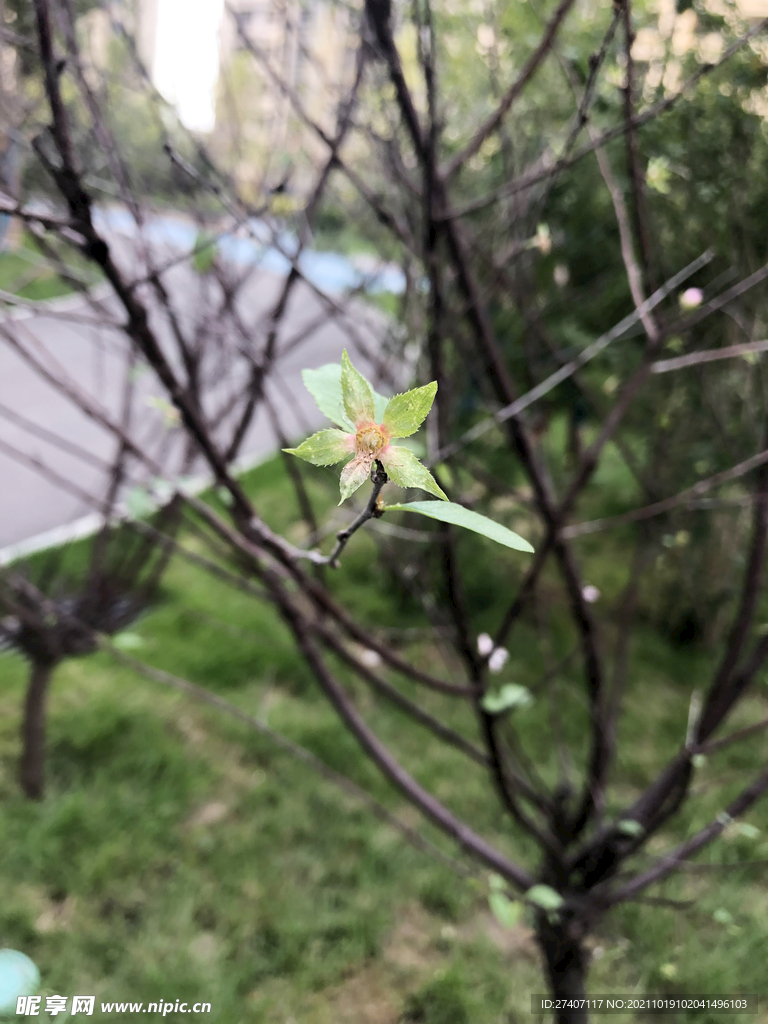 桃花 春暖花开 杏花 春天 