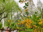 大明湖的春天