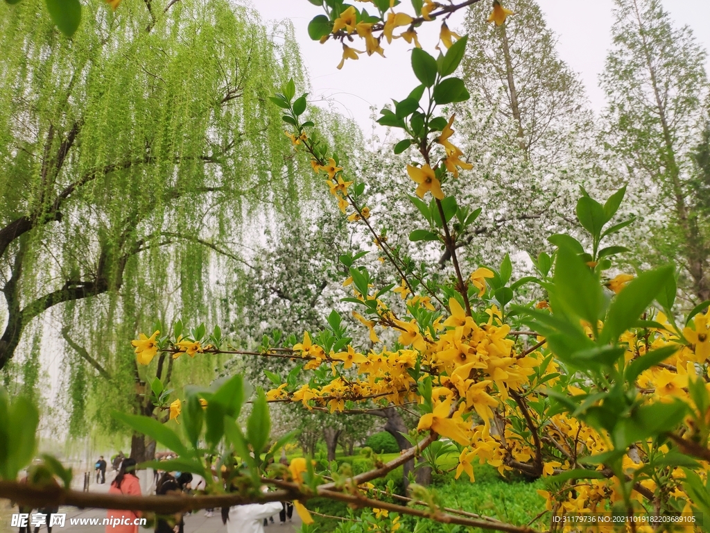 大明湖的春天