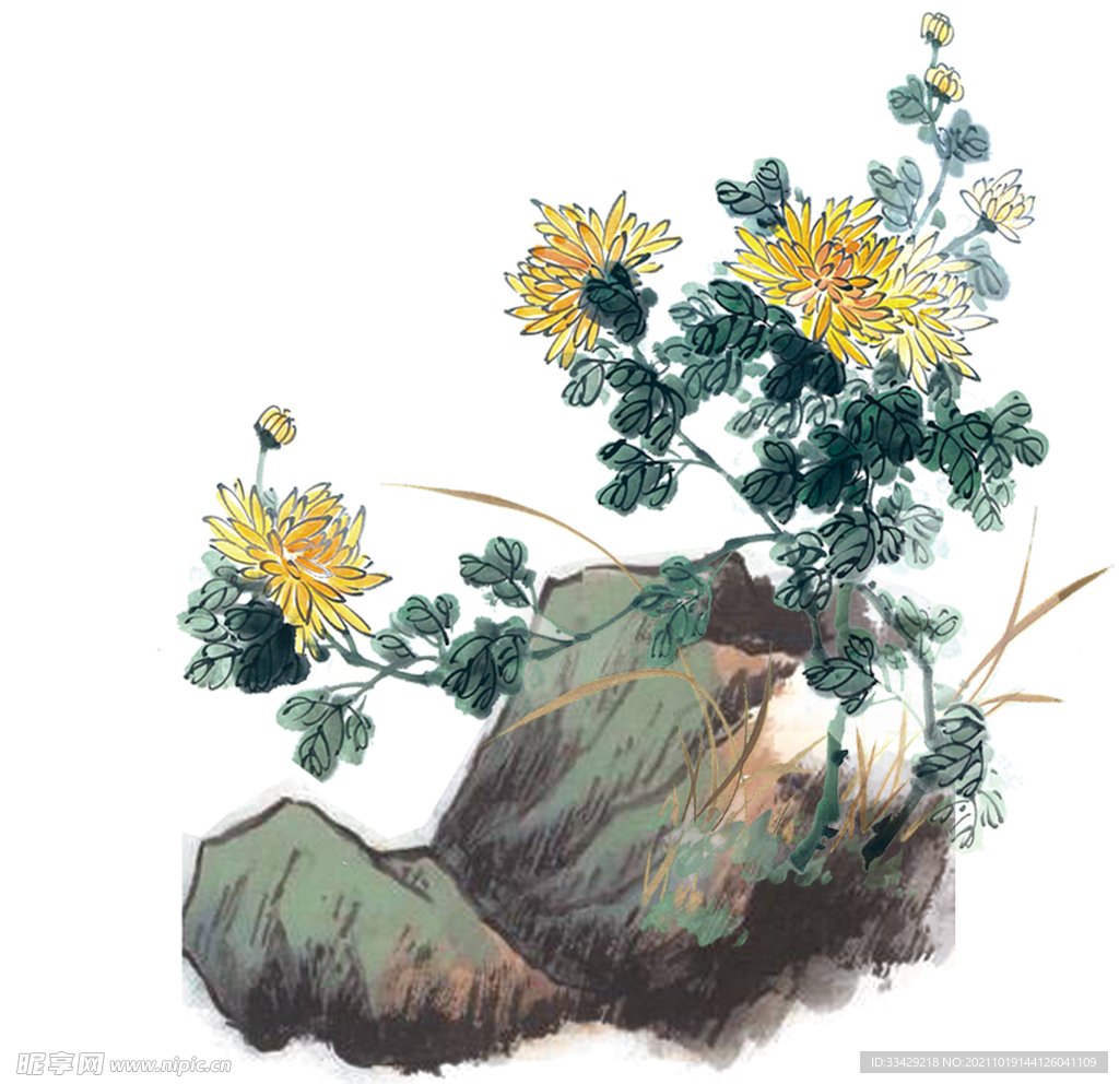 卡通手绘水墨菊花水彩花卉