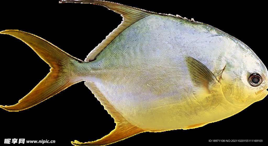 深海金鲳鱼