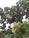 山楂树