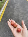 山楂 手 水果