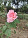玫瑰花 月季花