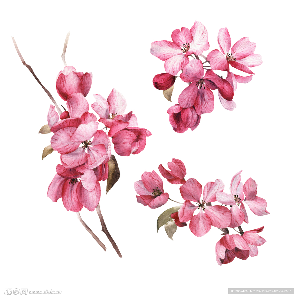 樱花