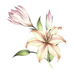 百合花