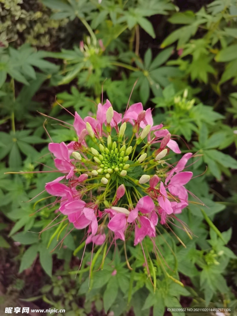 绽放的花卉