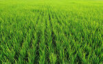 广阔的田野上一排排水稻