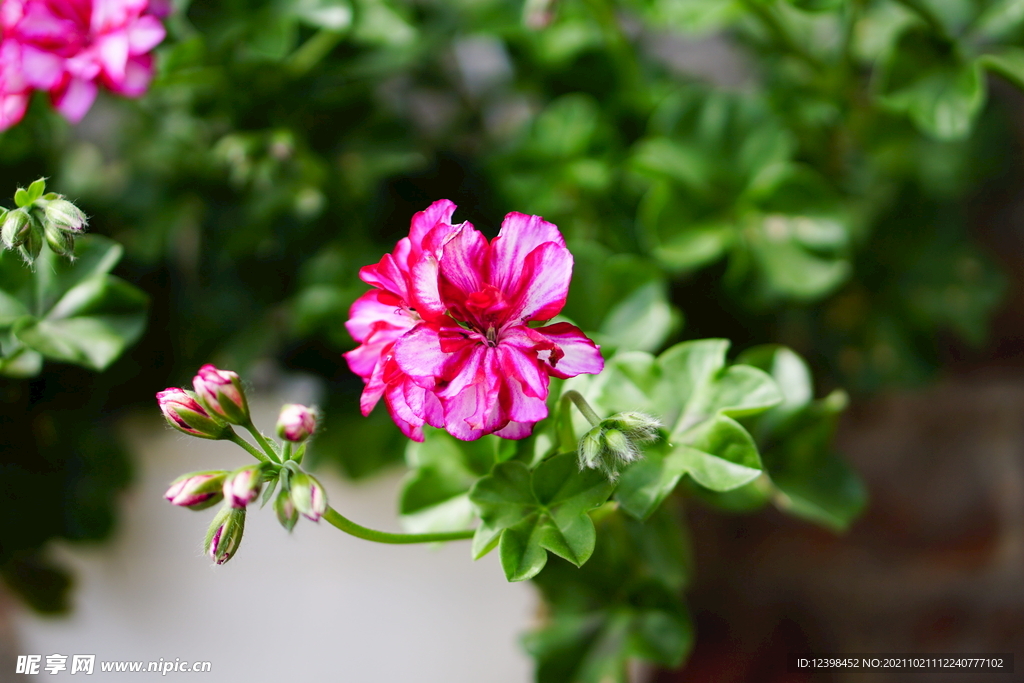 粉红色的天竺葵鲜花