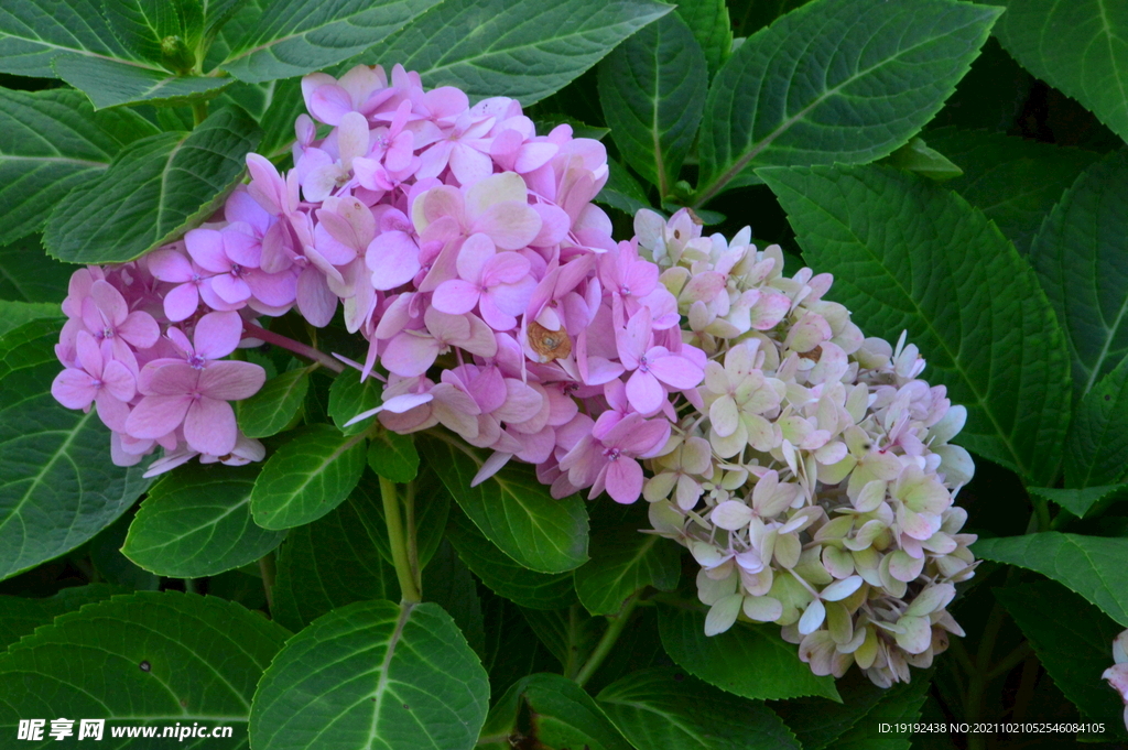 绣球花