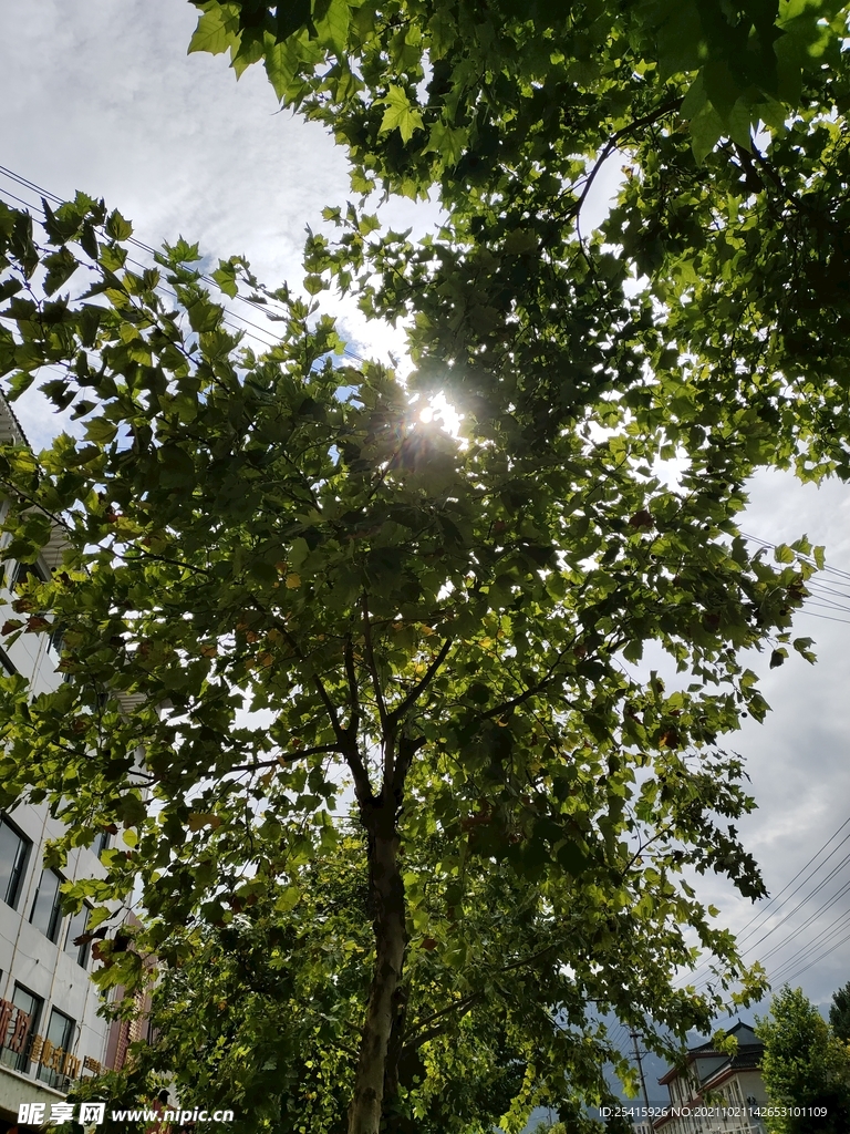 树