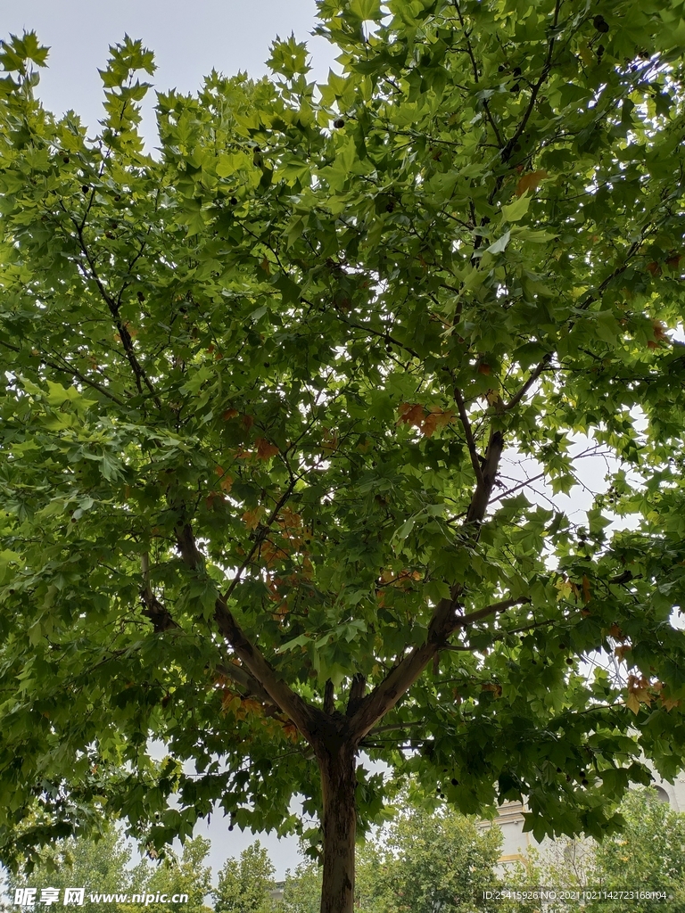 树