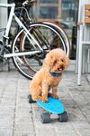 狗狗滑板