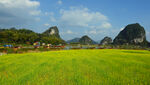 峰林油菜花