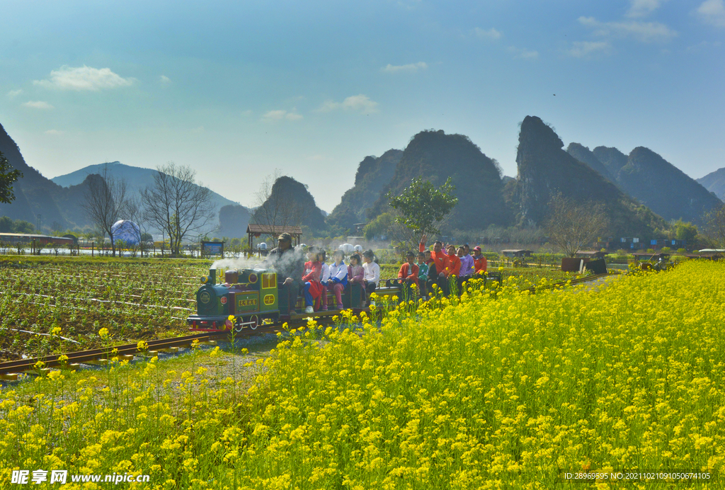 小火车油菜花