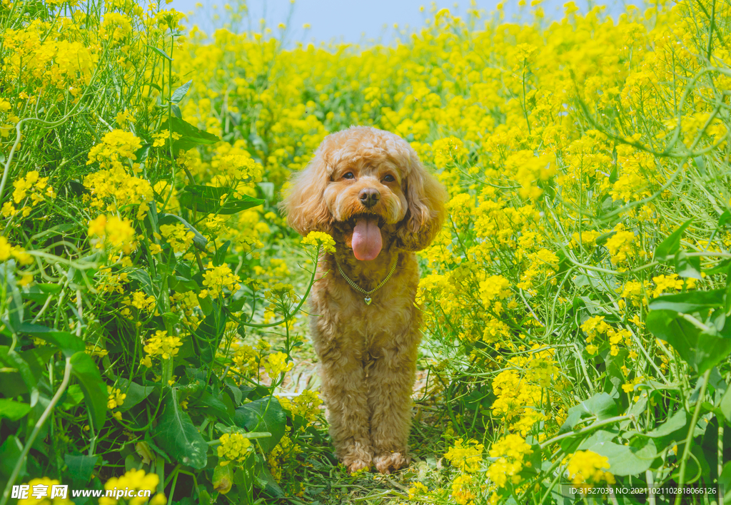 油菜花地里的贵宾犬