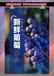 新鲜葡萄