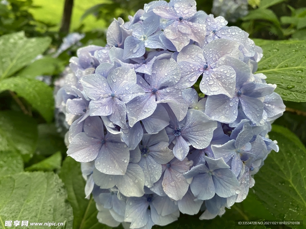 绣球花