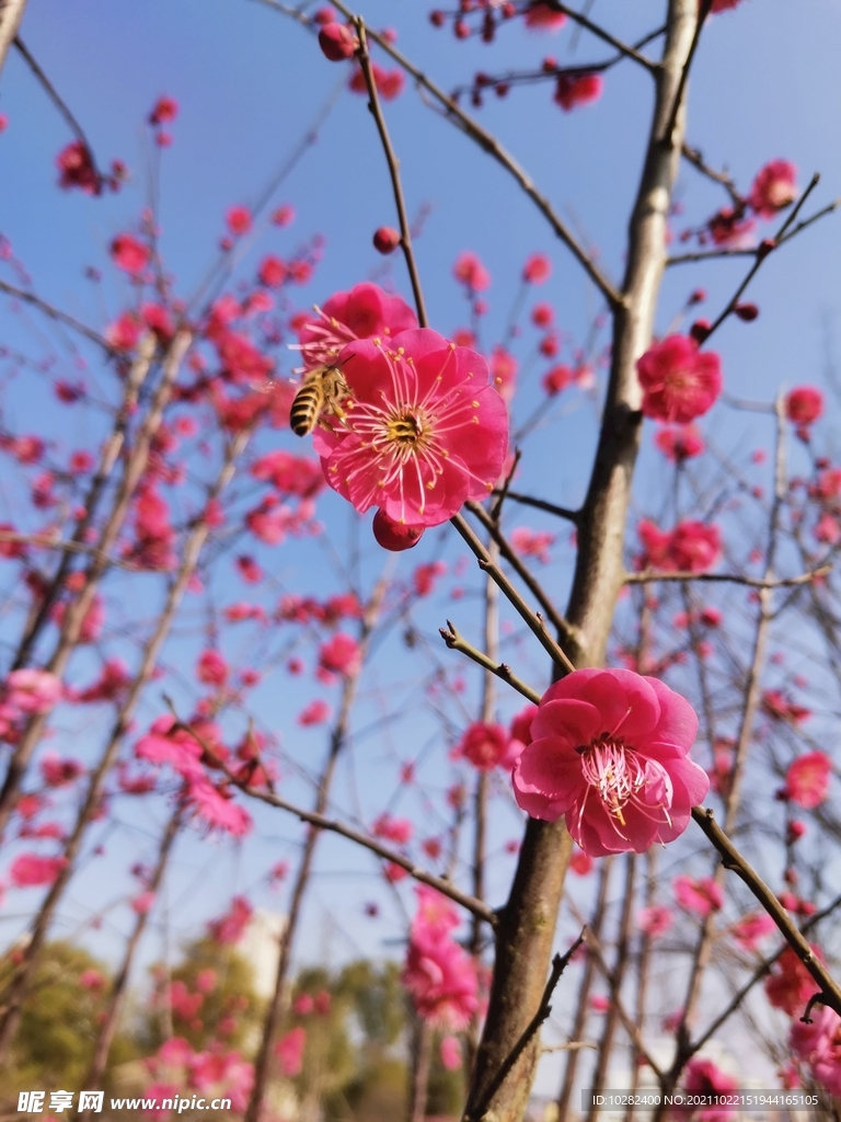 梅花
