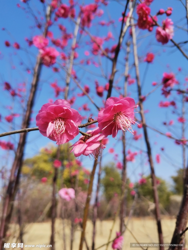 梅花