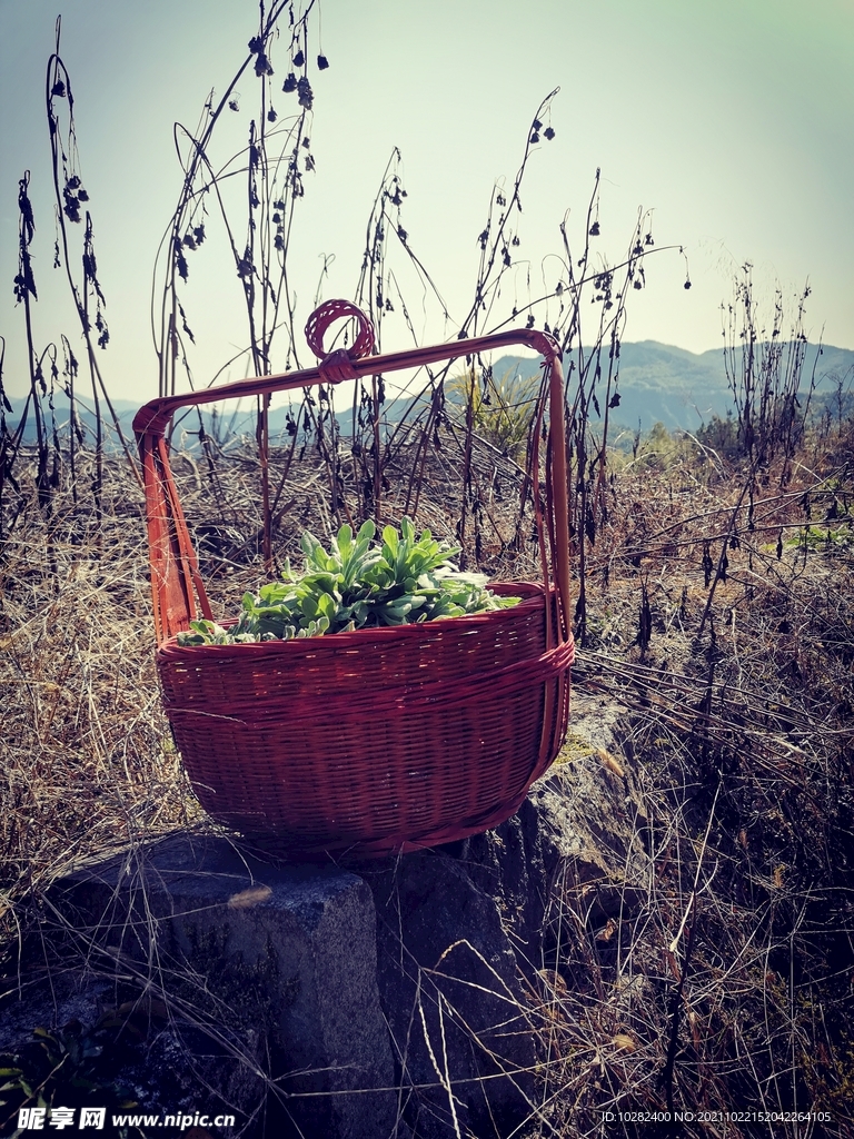 篮中清明草