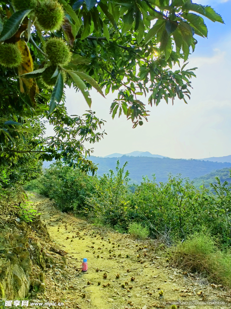 道朗栗子山