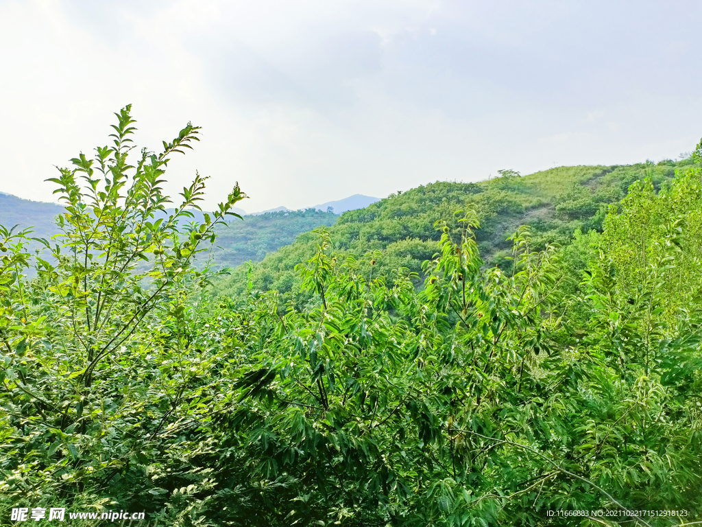 道朗栗子山