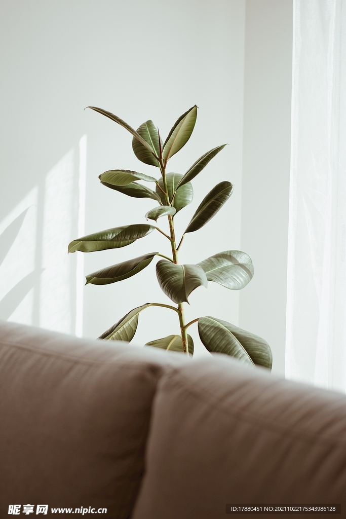 绿草