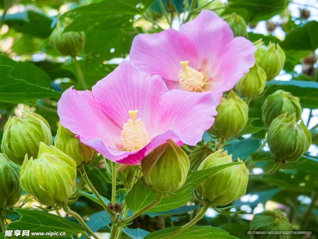 木芙蓉