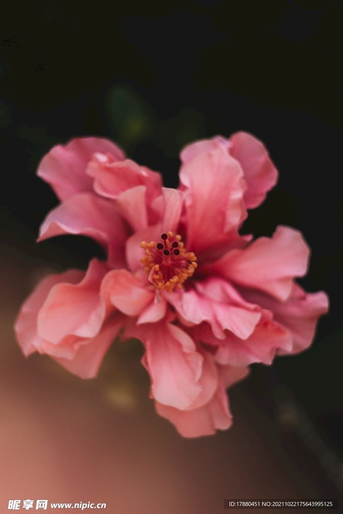 木槿