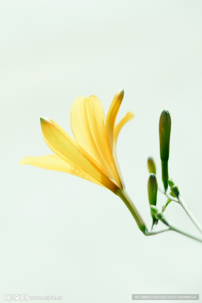 萱草