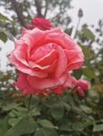 月季花